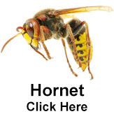 Hornet