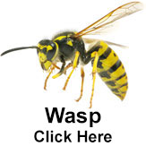 Wasp