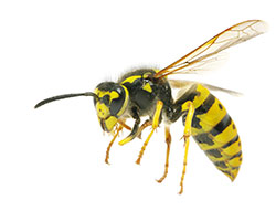 Wasp