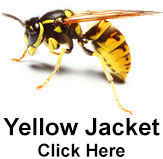 Yellow Jacket