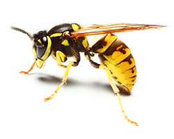 Yellow jacket